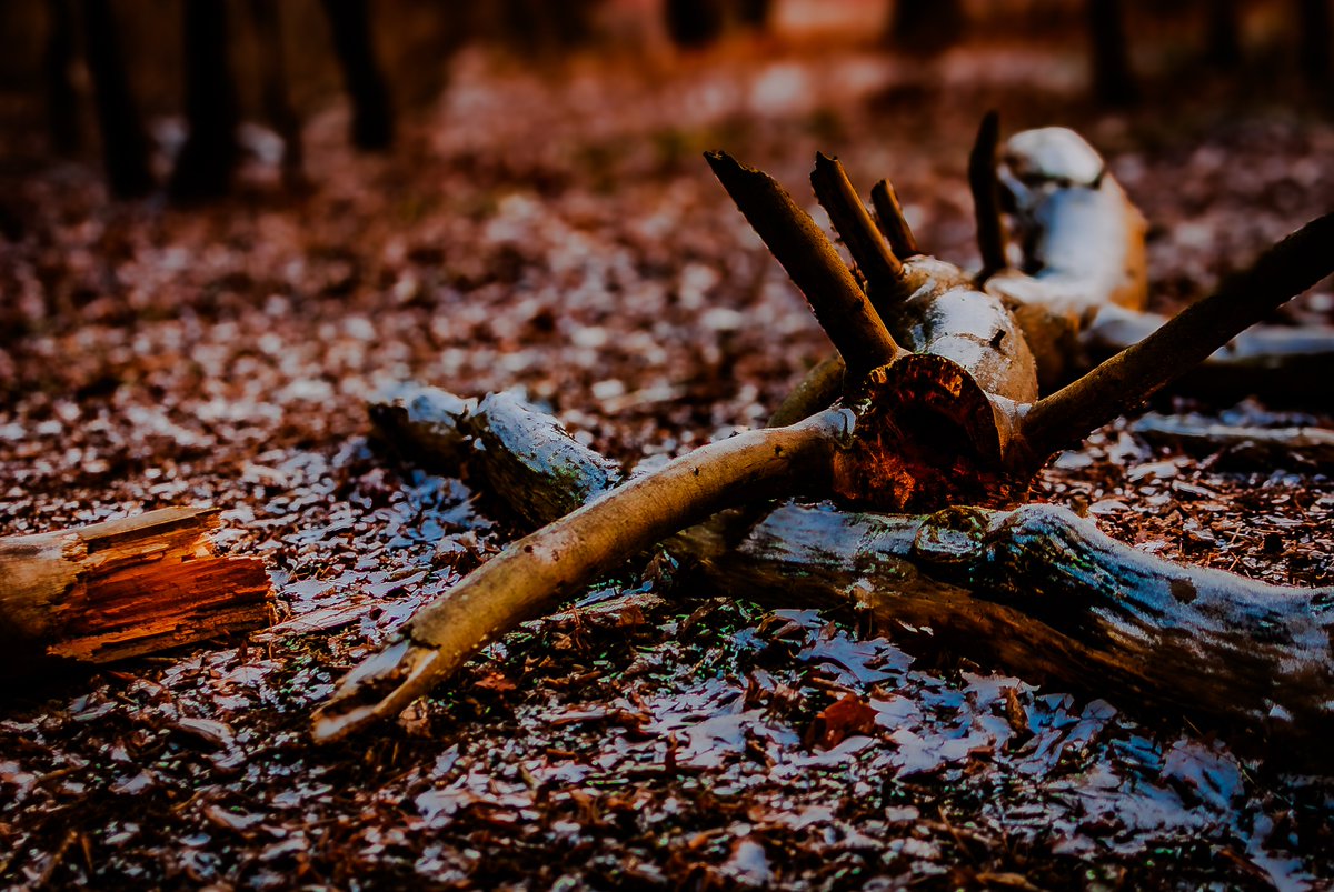 Djdaerialplus's tweet photo. It's been a while since I have had a chance to get any photos up here! 😔 I enjoyed the holidays, but glad the rush of the season is over finally. 🎄 Here are a few shots I took from a cold January walk in the woods the other day! ❄️🌲 Enjoy! 😊 #nature #photography #winterwonderland"
