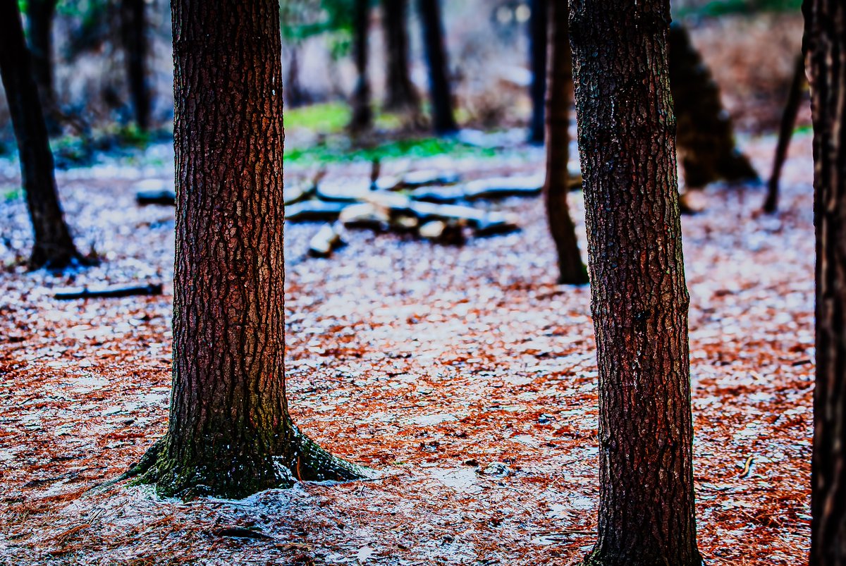 Djdaerialplus's tweet photo. It's been a while since I have had a chance to get any photos up here! 😔 I enjoyed the holidays, but glad the rush of the season is over finally. 🎄 Here are a few shots I took from a cold January walk in the woods the other day! ❄️🌲 Enjoy! 😊 #nature #photography #winterwonderland"