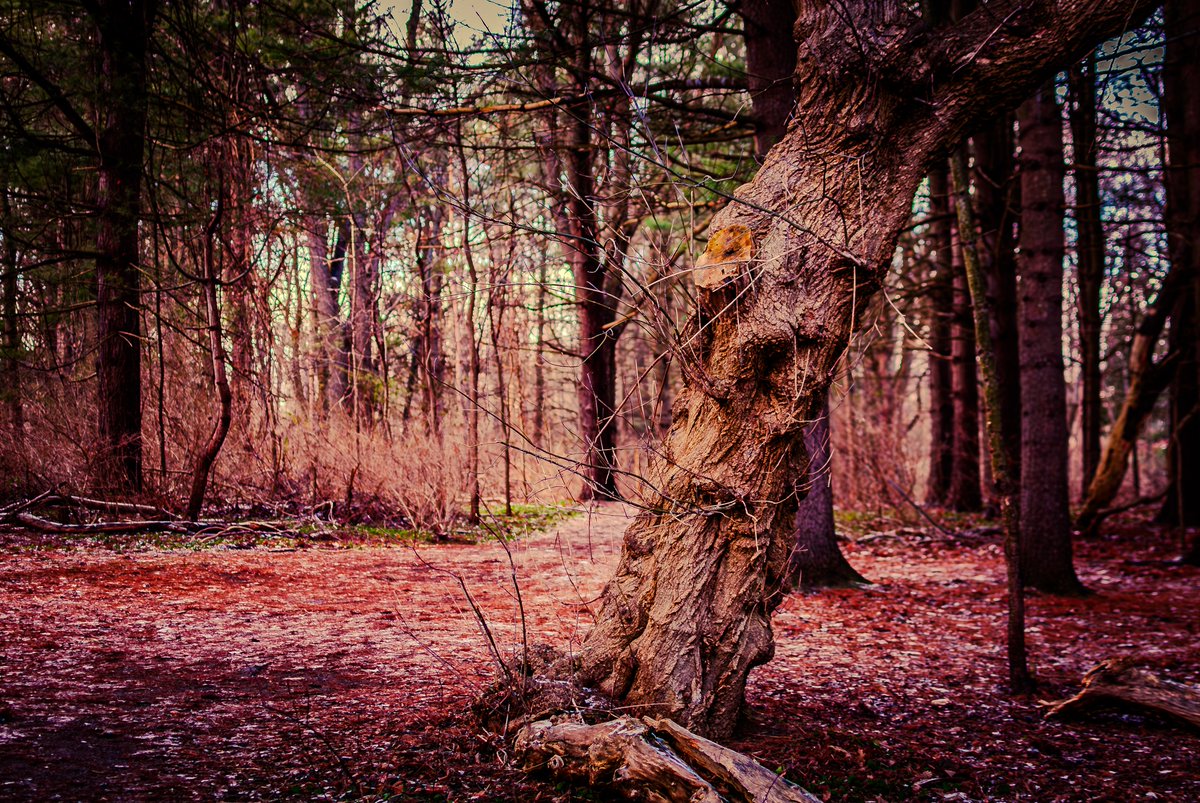 Djdaerialplus's tweet photo. It's been a while since I have had a chance to get any photos up here! 😔 I enjoyed the holidays, but glad the rush of the season is over finally. 🎄 Here are a few shots I took from a cold January walk in the woods the other day! ❄️🌲 Enjoy! 😊 #nature #photography #winterwonderland"
