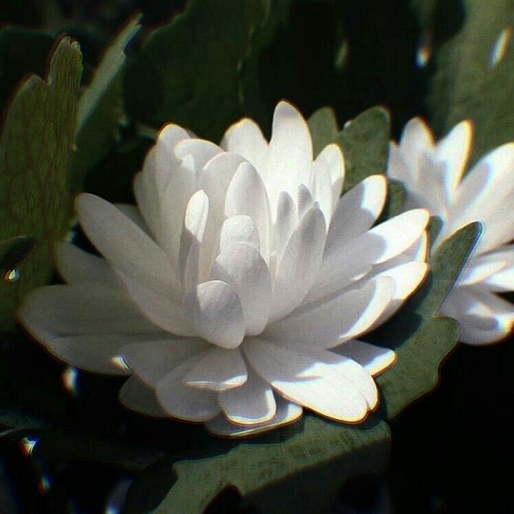 ❋ ࣪ ࣭ ⬞   Guía para principiantes en el bineo.