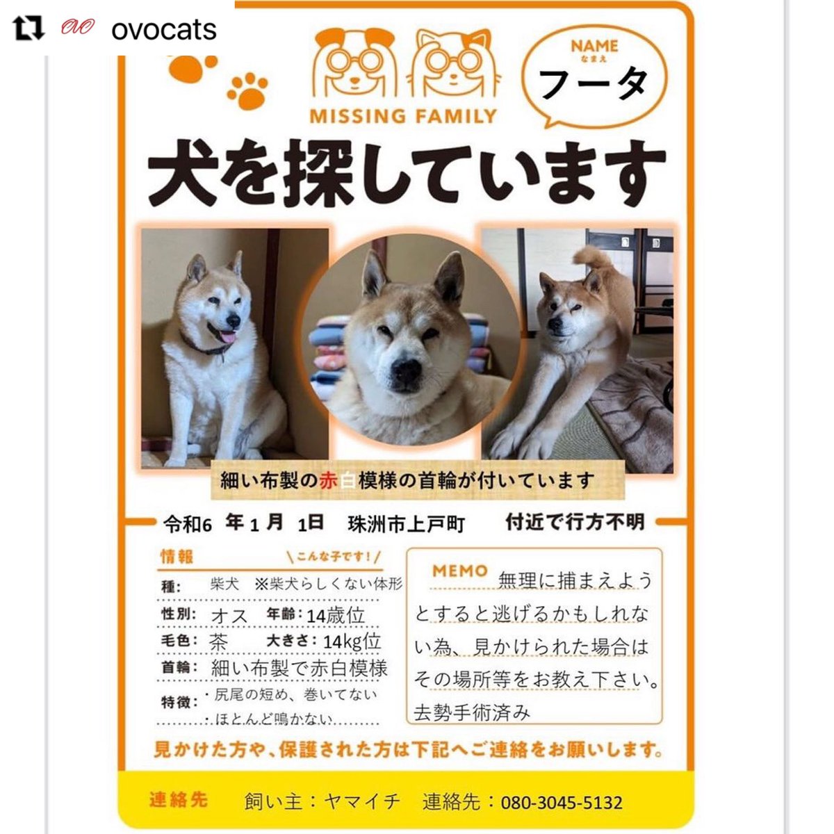 torigoemari's tweet photo. 石川県で動物愛護活動をなさっている一般社団法人OVO さんのInstagramでは、能登半島地震で行方不明になっている犬猫の情報が載っています。
下記の画像以外にも。
https://t.co/ONswRNqUhy

#令和6年能登半島地震
#迷い猫　#迷い犬 https://t.co/kKnBNaRpac