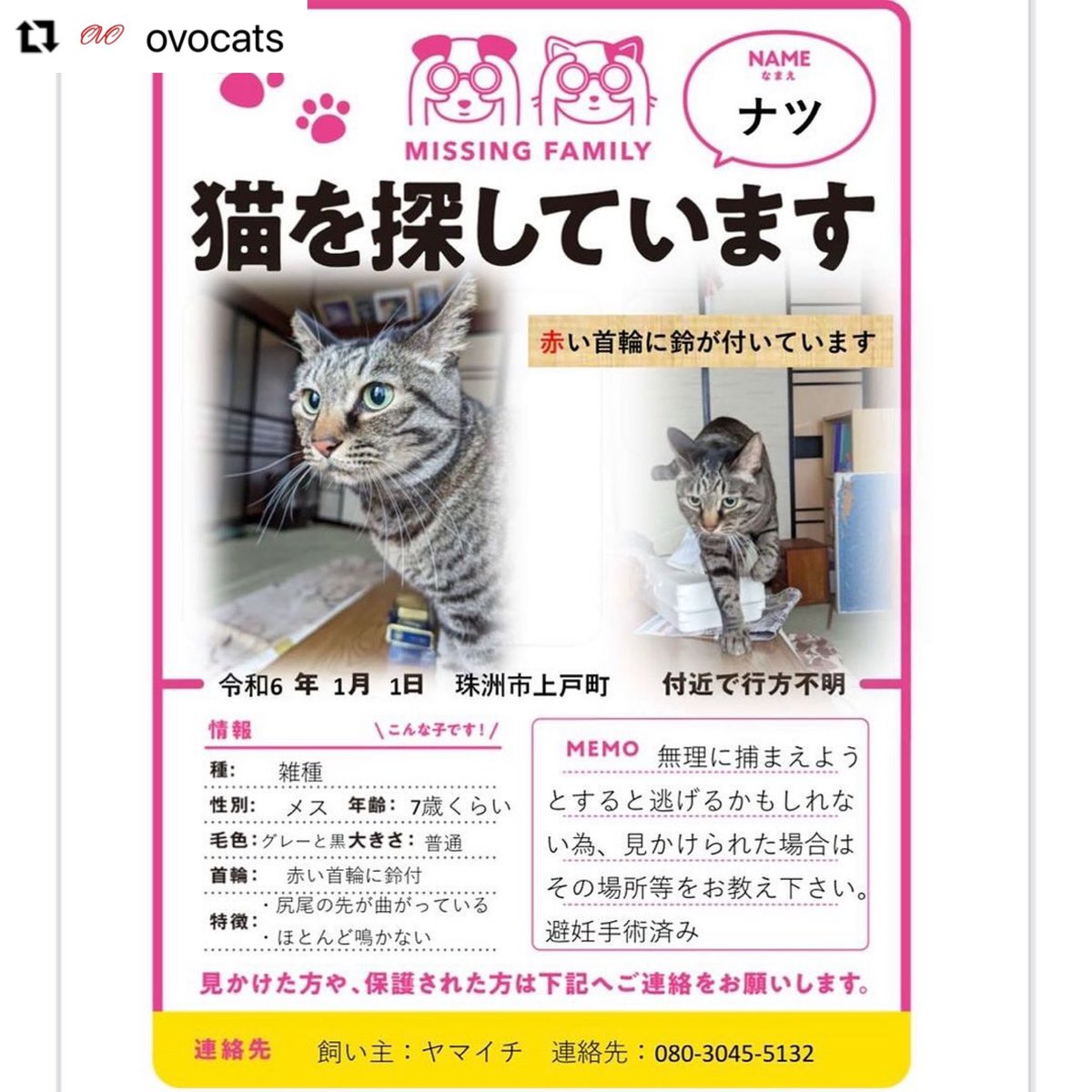 torigoemari's tweet photo. 石川県で動物愛護活動をなさっている一般社団法人OVO さんのInstagramでは、能登半島地震で行方不明になっている犬猫の情報が載っています。
下記の画像以外にも。
https://t.co/ONswRNqUhy

#令和6年能登半島地震
#迷い猫　#迷い犬 https://t.co/kKnBNaRpac