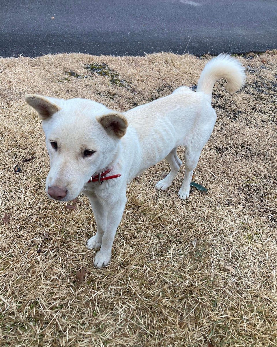 NaomiKaitani's tweet photo. 海陽町の千春さんが保護してます。

【迷い犬】誰の犬ですか？
海陽町の山奥、久尾地区からです。
年末からウロウロしていたそうです。
○紀州犬？
○女の子
○赤いハートの首輪
○怖がり
○懐っこい
○車慣れしていない
現在ウチで保護しています。
体調悪そうなので、病院へ向かっています。 https://t.co/Zr6ZNK2djr