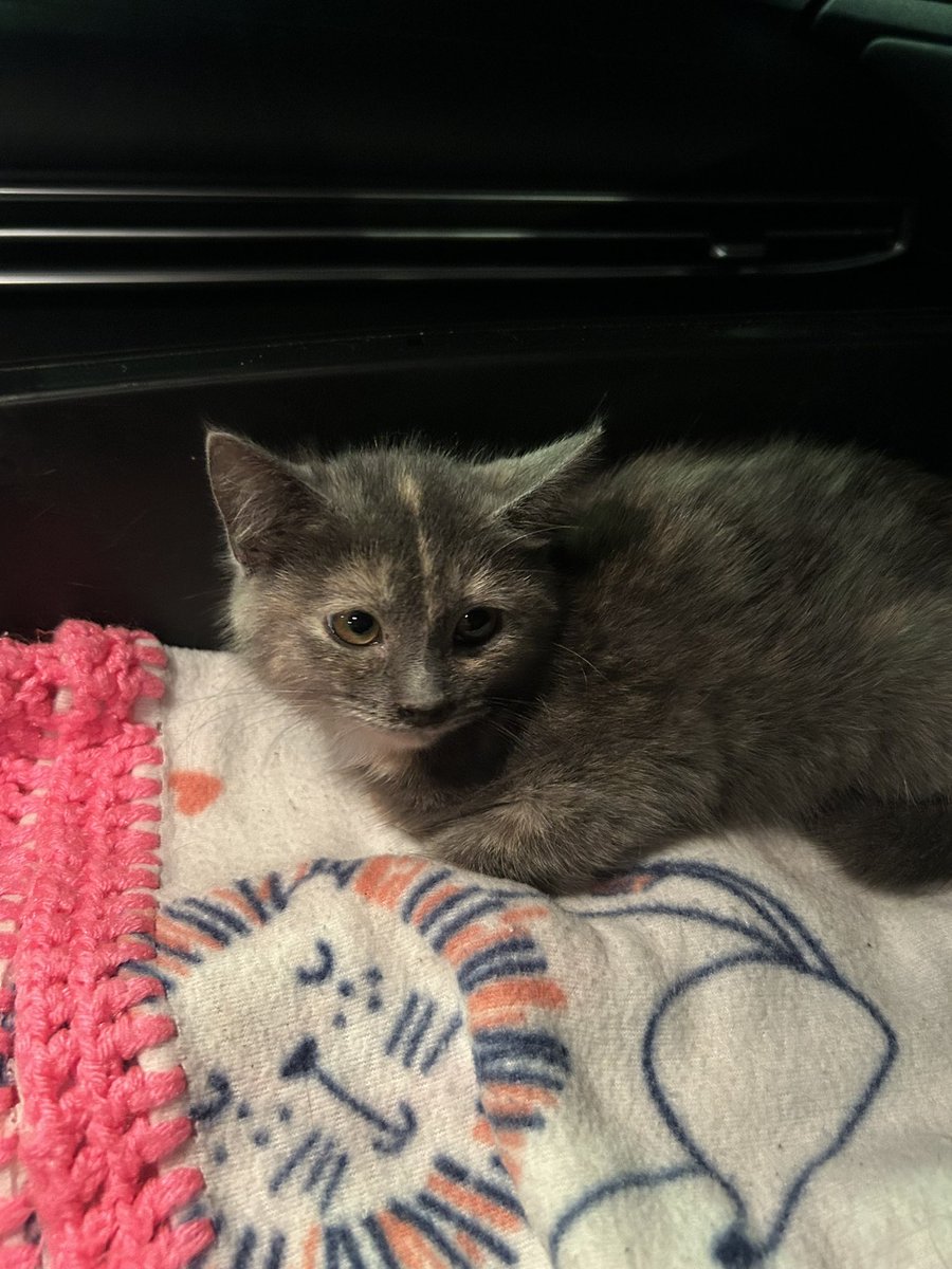 A1phonious tweet media