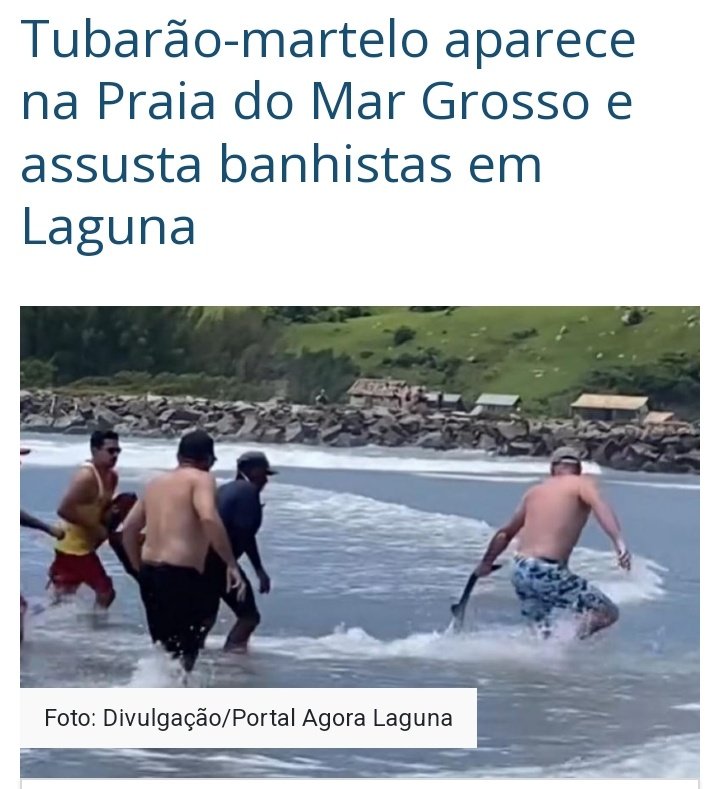 yaxwsz's tweet photo. e meus pais que simplesmente presenciaram um tubarão-martelo nadando no mar grosso hoje cedo e virou notícia https://t.co/wxRJoeL8Fm