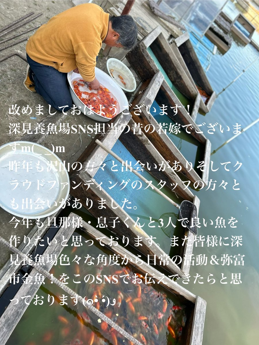 深見養魚場 tweet media