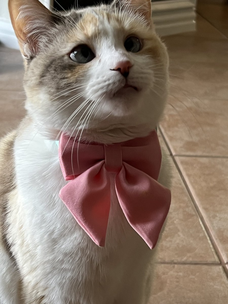 fatfatpankocat's tweet photo. If you want to get ahead of Valentine’s Day… 

https://t.co/MYeiv48QiV https://t.co/X33zbexdWM