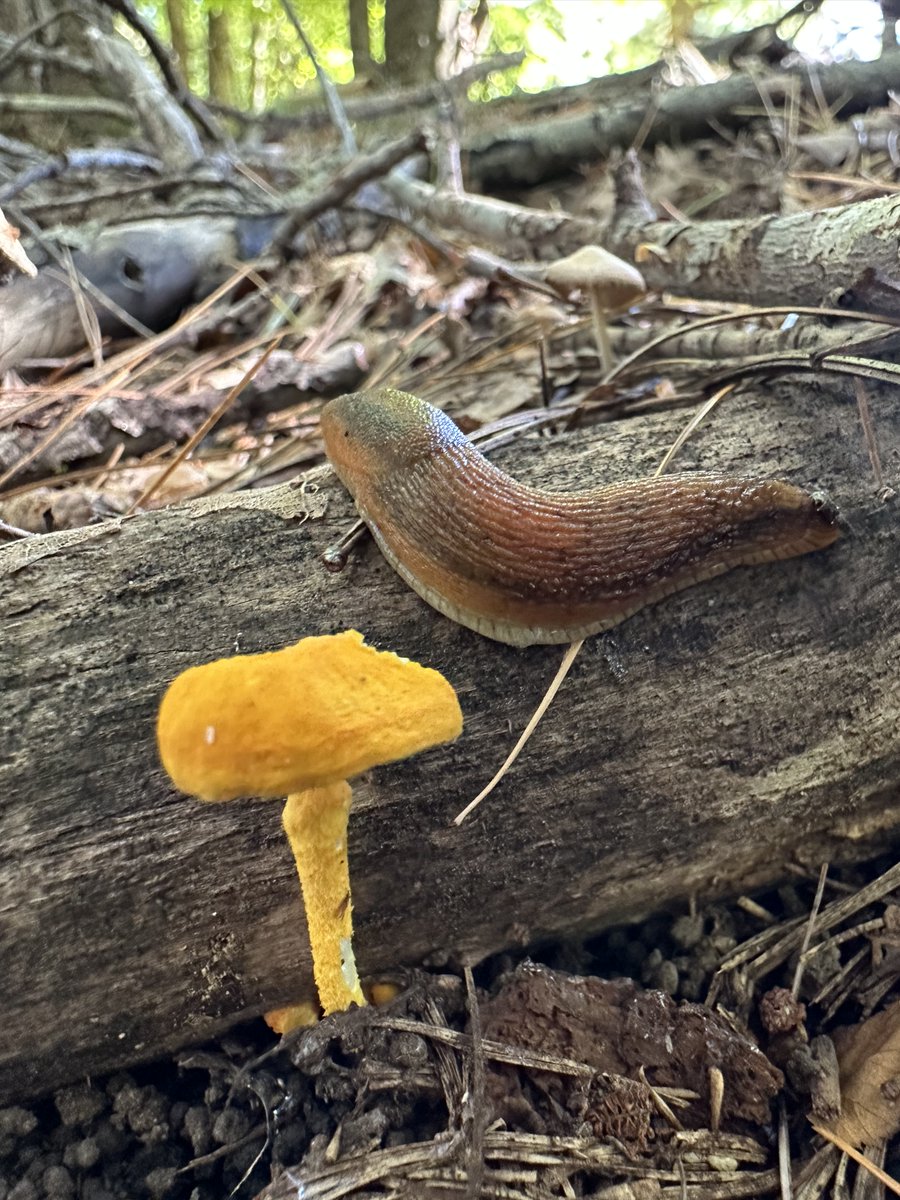 Back in Sept, I drove to Maria Lugones' old house outside of Binghamton. With her relatives' blessing, I took a mushroom walk around her many acres, ruminating on the wisdom she found in fungi. I found a quiet stillness I have rarely experienced. Writing about it now & these two-