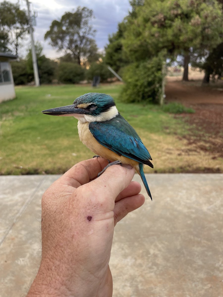 Rescued this fella the other morning , flew into the back window trying to get away from noisy minors