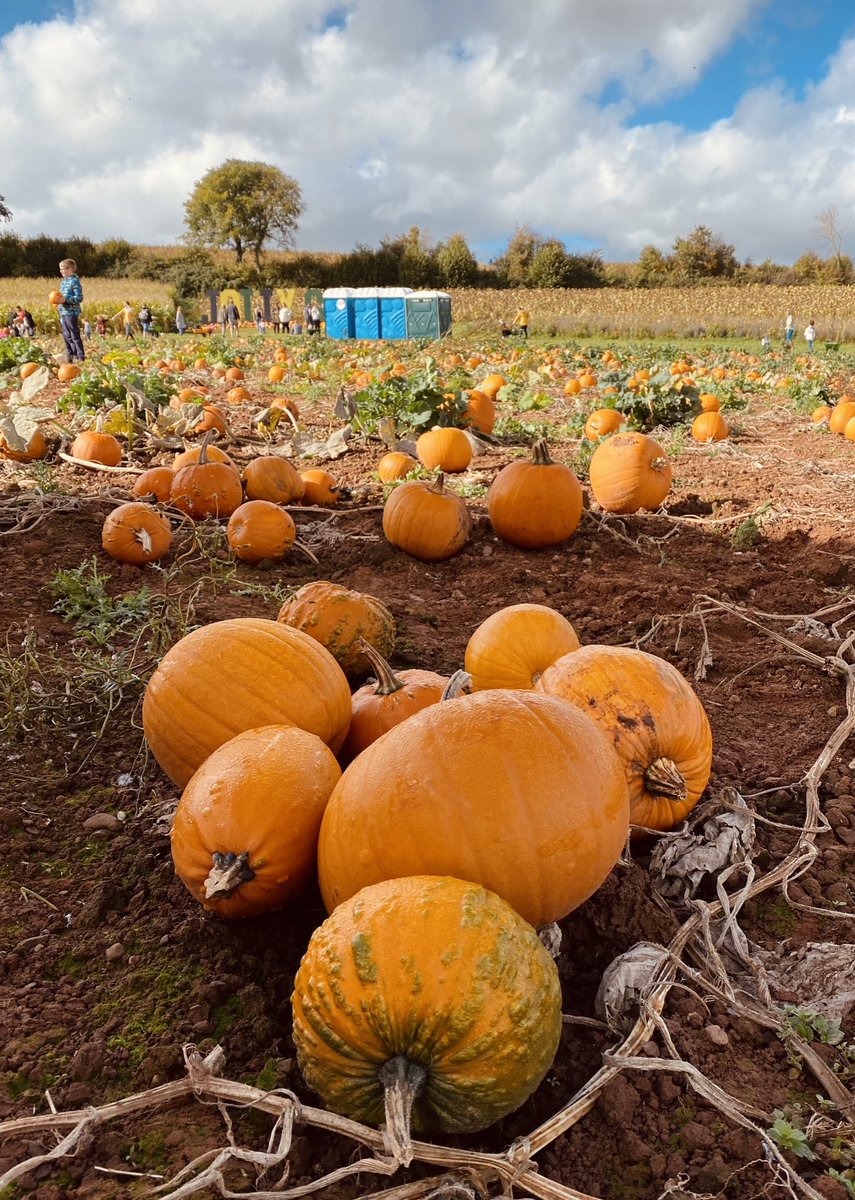 RobandhisiPhone's tweet photo. Taken on 16th October 2022 at The Jolly Group Fields, Silverton, Exeter, Devon.

#RobandhisiPhone #iPhone11 #AppleiPhone11 #iPhone #AppleiPhone #photography #amateurphotographer #amateurphotograhy #photographypage #JollyPumpkin #TheJollyGroup #Silverton #Exeter #Devon https://t.co/K2mMvULtjj
