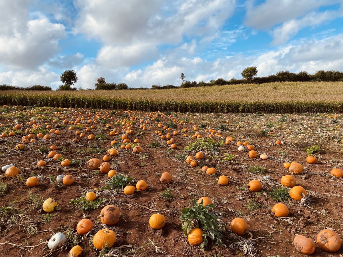 RobandhisiPhone's tweet photo. Taken on 16th October 2022 at The Jolly Group Fields, Silverton, Exeter, Devon.

#RobandhisiPhone #iPhone11 #AppleiPhone11 #iPhone #AppleiPhone #photography #amateurphotographer #amateurphotograhy #photographypage #JollyPumpkin #TheJollyGroup #Silverton #Exeter #Devon https://t.co/5D8PDtUPSE