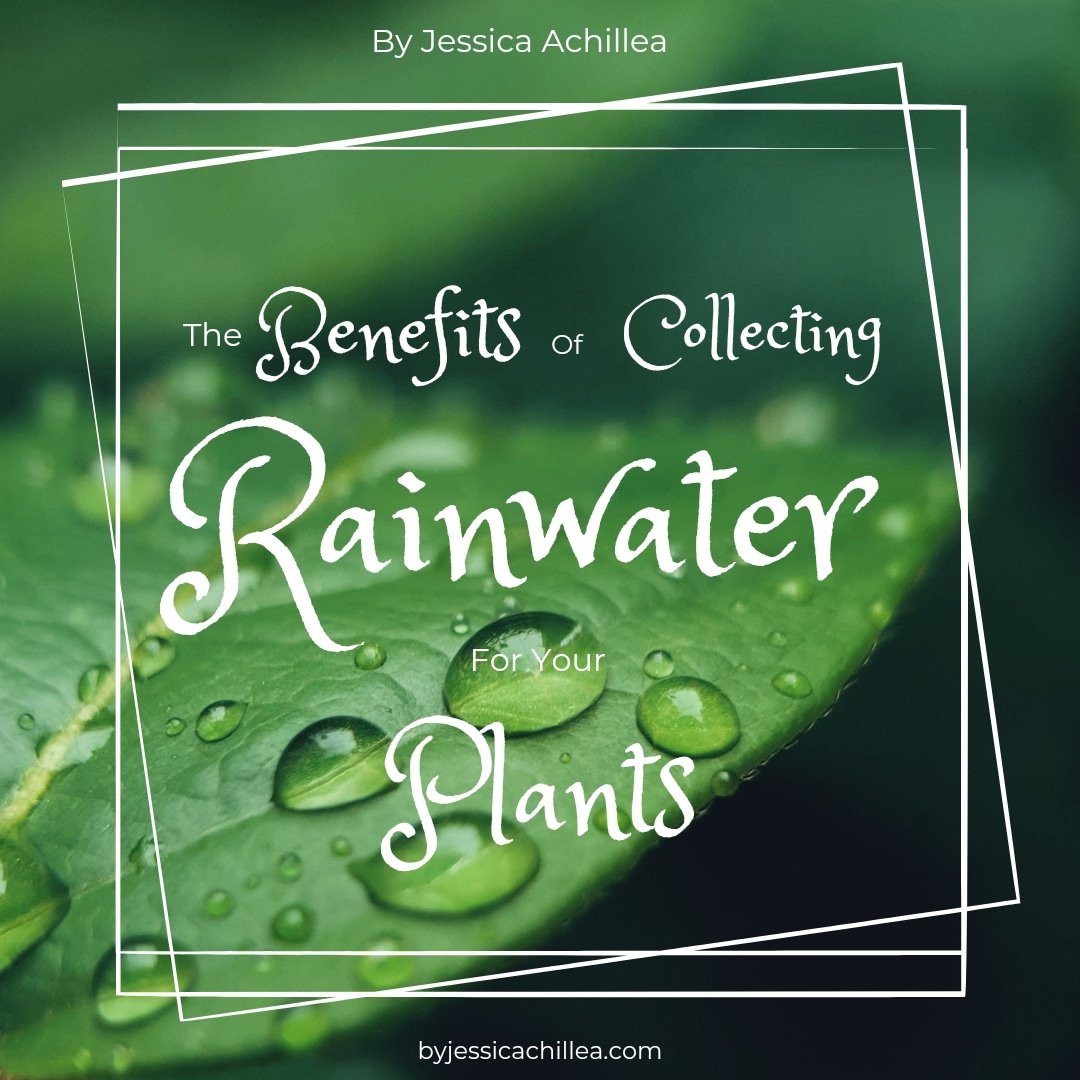 💧The Benefits of Collecting Rainwater for your Plants 💧
byjessicachillea.com/the-benefits-o…
💧 
#rain #rainwater #collectrainwater #garden #gardening #gardens #benefitenvironment #environment #ethical #savemoney #budgetfriendly #plants #plantlovers #plant #byjessicachillea