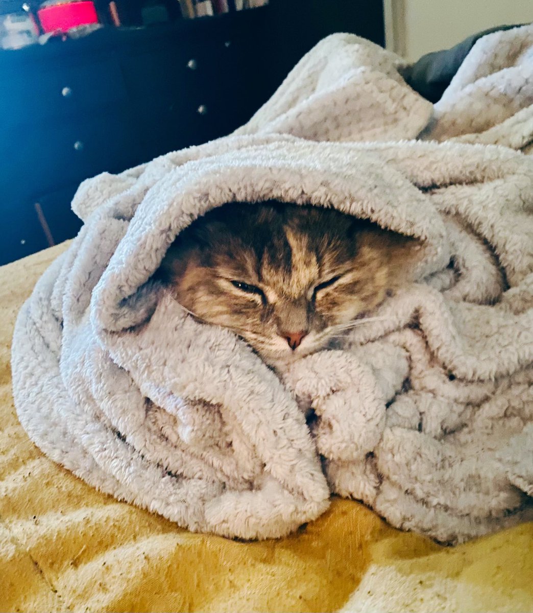 TheDoGoodTeam1's tweet photo. Happy Caturday everyone! We have to protect Grís from the cold winter weather!

#Caturday https://t.co/ehhsTugdWi