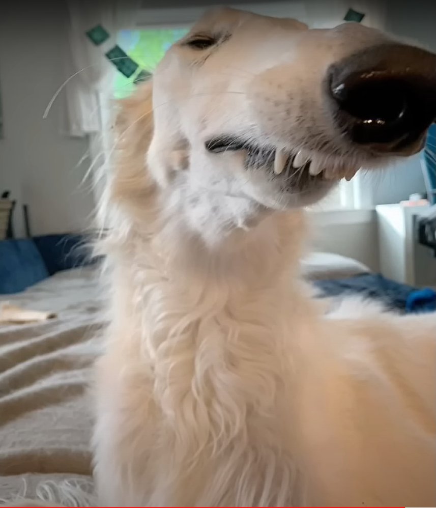 CRYPT0OP's tweet photo. @VenomCrypto_ /LET_ME_DO_IT_FOR_U $BORZOI https://t.co/LrPHeIVwr9