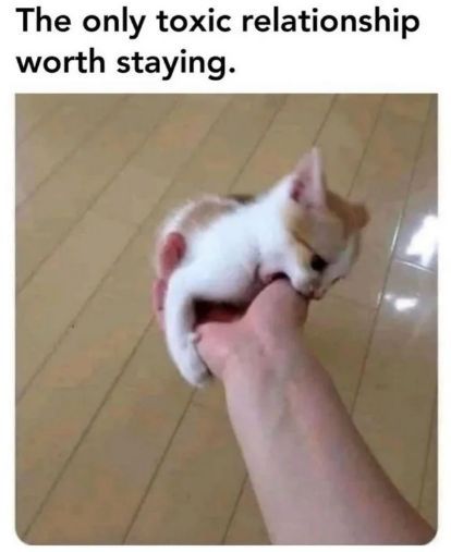WholesomeMeme's tweet photo. https://t.co/d29kEo6O8D