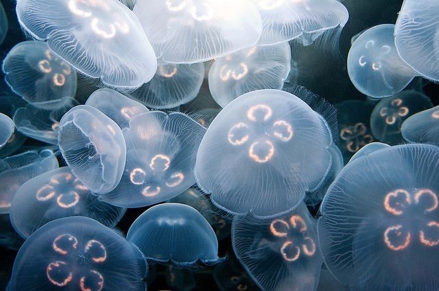 rainbow_explode's tweet image. Jellyfish 🪼🫧