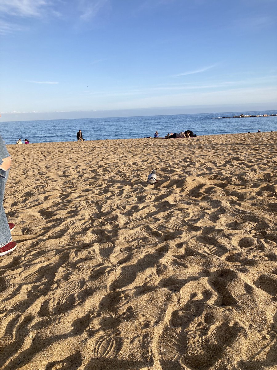 GCSEsimplified's tweet photo. Enjoying the last few days of the Christmas holidays in #Barcelona
Some winter sunshine and the 3 kings parade
Back to work Monday for a very busy rest of January.
#GCSEsimplifed https://t.co/fqXl1gW83D