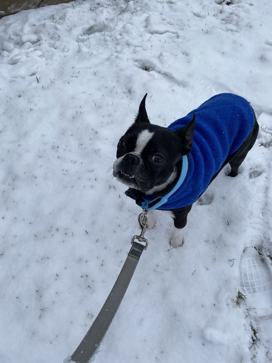 Pawesome_BTBros's tweet photo. Whatcha call a frozen #BostonTerrier? 🥶One chilly dog!
Wees has our firstest #snowfall ❄️of da season today, and mommy haded da audacity to take mees for a walkie in it! Me finks me will jus snuggle inside da rest of da day!
#DogsofTwitter #DogsofX #snow #ChillyDog #Frozen https://t.co/0YoWaXNVRn