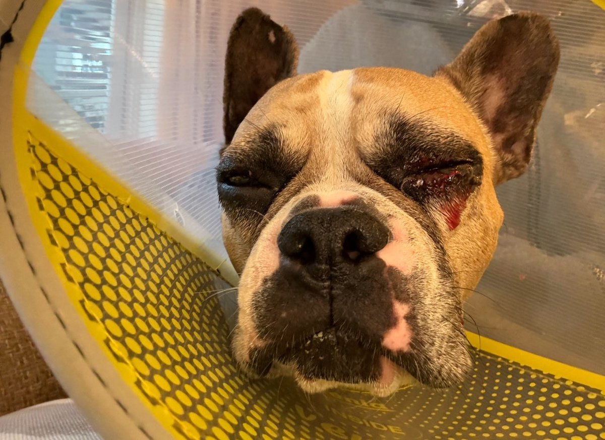 I know that social media is where people has over-sharing into an art but I’ve shared photos of our Bean Bag the Frenchie over the years, so I thought I would tell you how he is doing. As you can see from the photos he’s lost his left eye. We’re not sure exactly how he injured it…