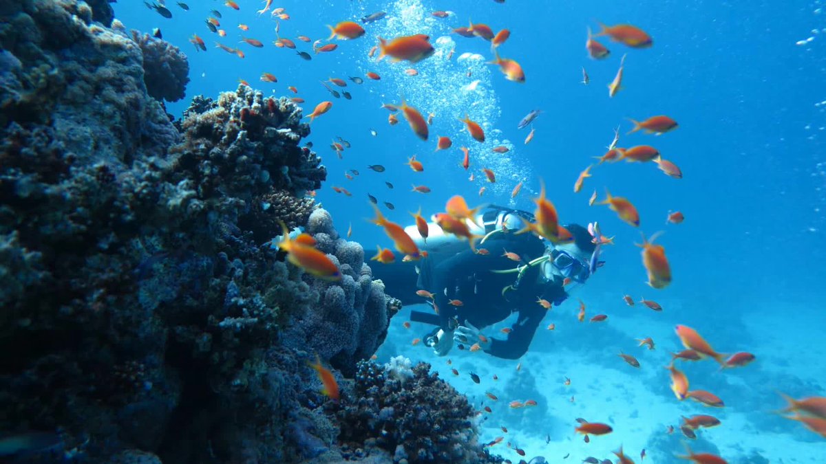 ruichuan's tweet photo. Meeting a turtle while scuba diving at 25m deep 🤿 #scubadiving #hurghada #RedSea https://t.co/RV4sYjGgfD