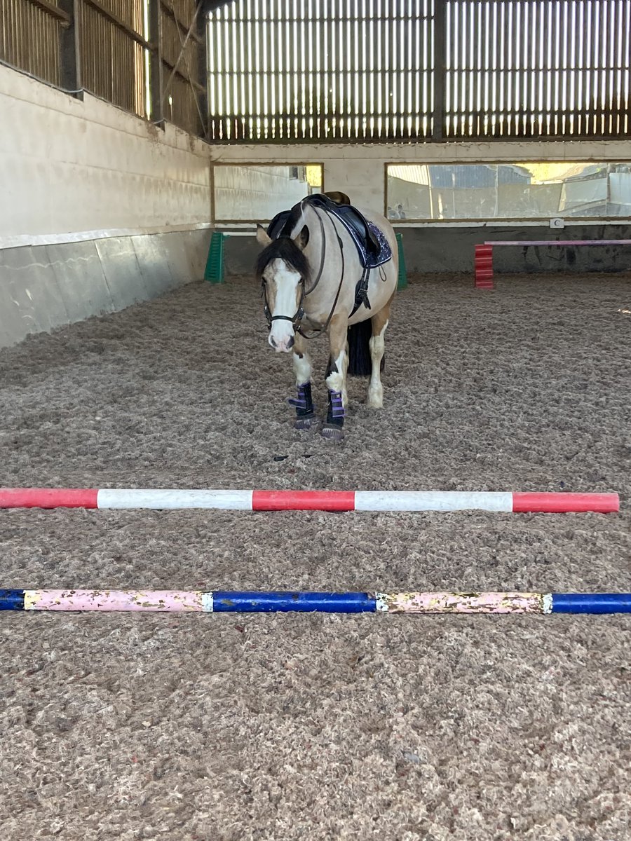 yellowcobDR's tweet photo. Today we had fun doing poles. After I took away my stirrups! Tess was FRESH today - she tried to canter into the trot poles, she kept trying to jump the beam of sun 😂 &amp; she did a bronk into the first canter. 😝. Then had a fab day in the field &amp;  came back minus a shoe 🤦‍♀️ https://t.co/FbU5H6gxLA