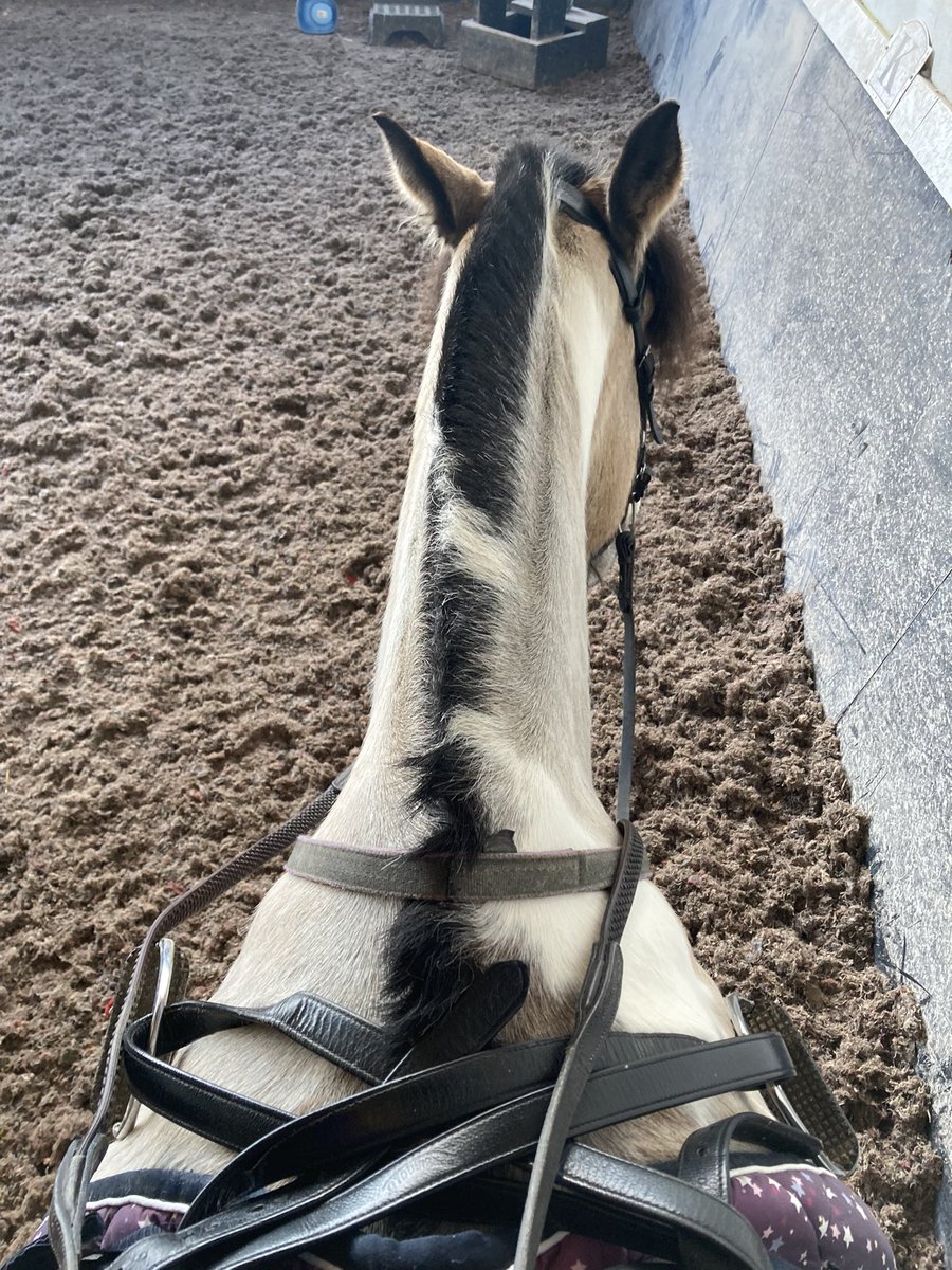 Today we had fun doing poles. After I took away my stirrups! Tess was FRESH today - she tried to canter into the trot poles, she kept trying to jump the beam of sun 😂 &amp; she did a bronk into the first canter. 😝. Then had a fab day in the field &amp;  came back minus a shoe 🤦‍♀️