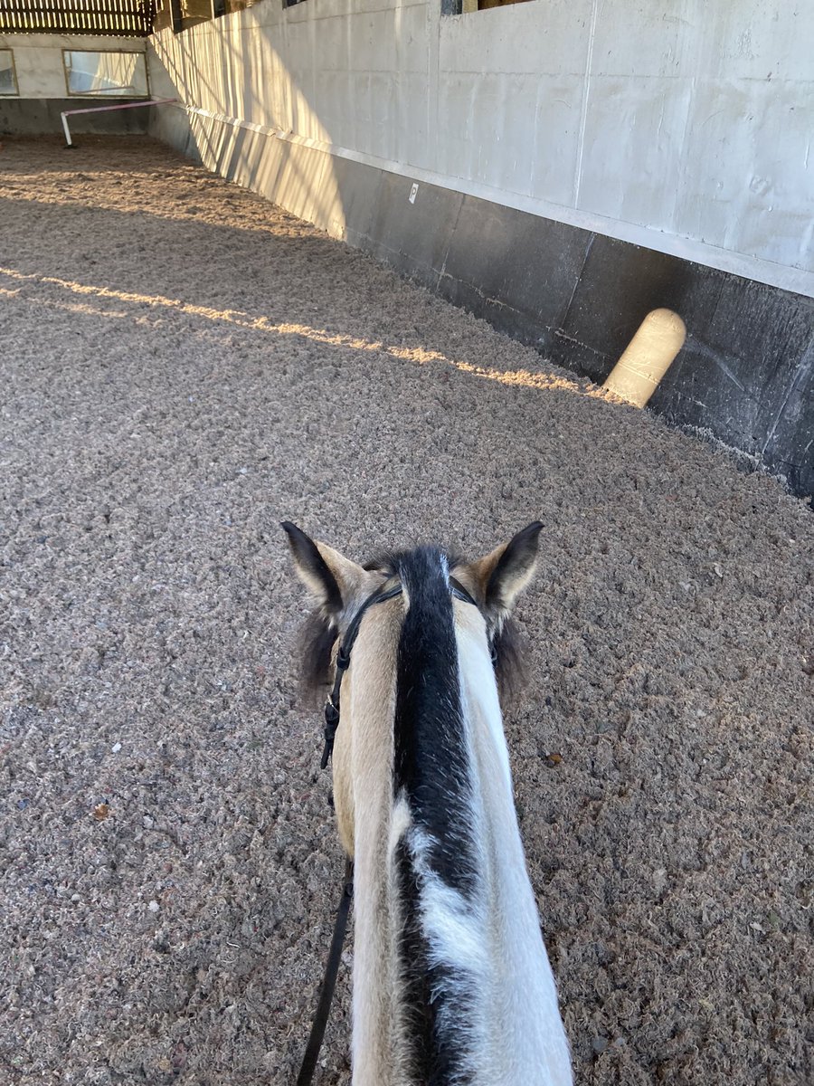 yellowcobDR's tweet photo. Today we had fun doing poles. After I took away my stirrups! Tess was FRESH today - she tried to canter into the trot poles, she kept trying to jump the beam of sun 😂 &amp; she did a bronk into the first canter. 😝. Then had a fab day in the field &amp;  came back minus a shoe 🤦‍♀️ https://t.co/FbU5H6gxLA