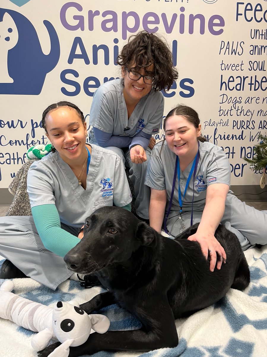 In celebration of National Cuddle Day, we're staying warm by cozying up to some of our favorite animals. Buddy is a wonderfully affectionate cat who's almost ready for adoption. But sweet Rosa can be taken home today! She's loves people, and is already house trained.