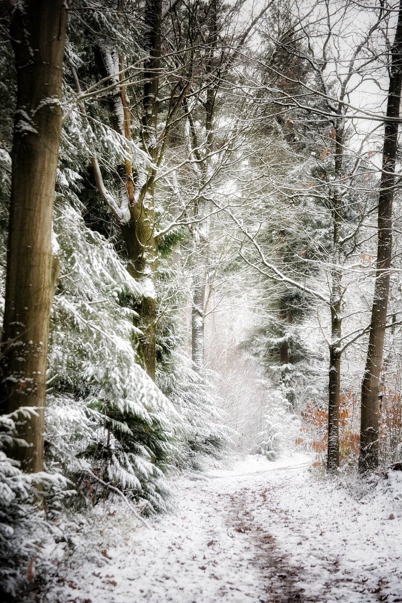 ibridges1301's tweet photo. Winter Wonderland in December 💙 https://t.co/bJ5qX7PsEC