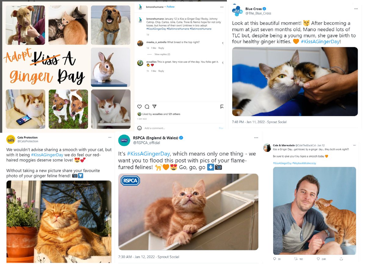 A belated thank you to <a href="/The_Blue_Cross/">Blue Cross UK</a> , <a href="/CatsProtection/">Cats Protection</a> and <a href="/RSPCA_official/">RSPCA (England & Wales)</a> for the work you do for animals AND for your support of our holiday.  Happy #KissAGingerDay &amp; #MissaGingerDay #Jan12