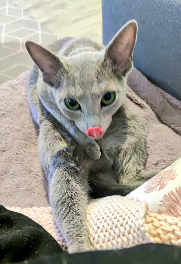 ConfusedConifer's tweet photo. Anya used bleb - it was super effective https://t.co/aJNWP7ZYV4
