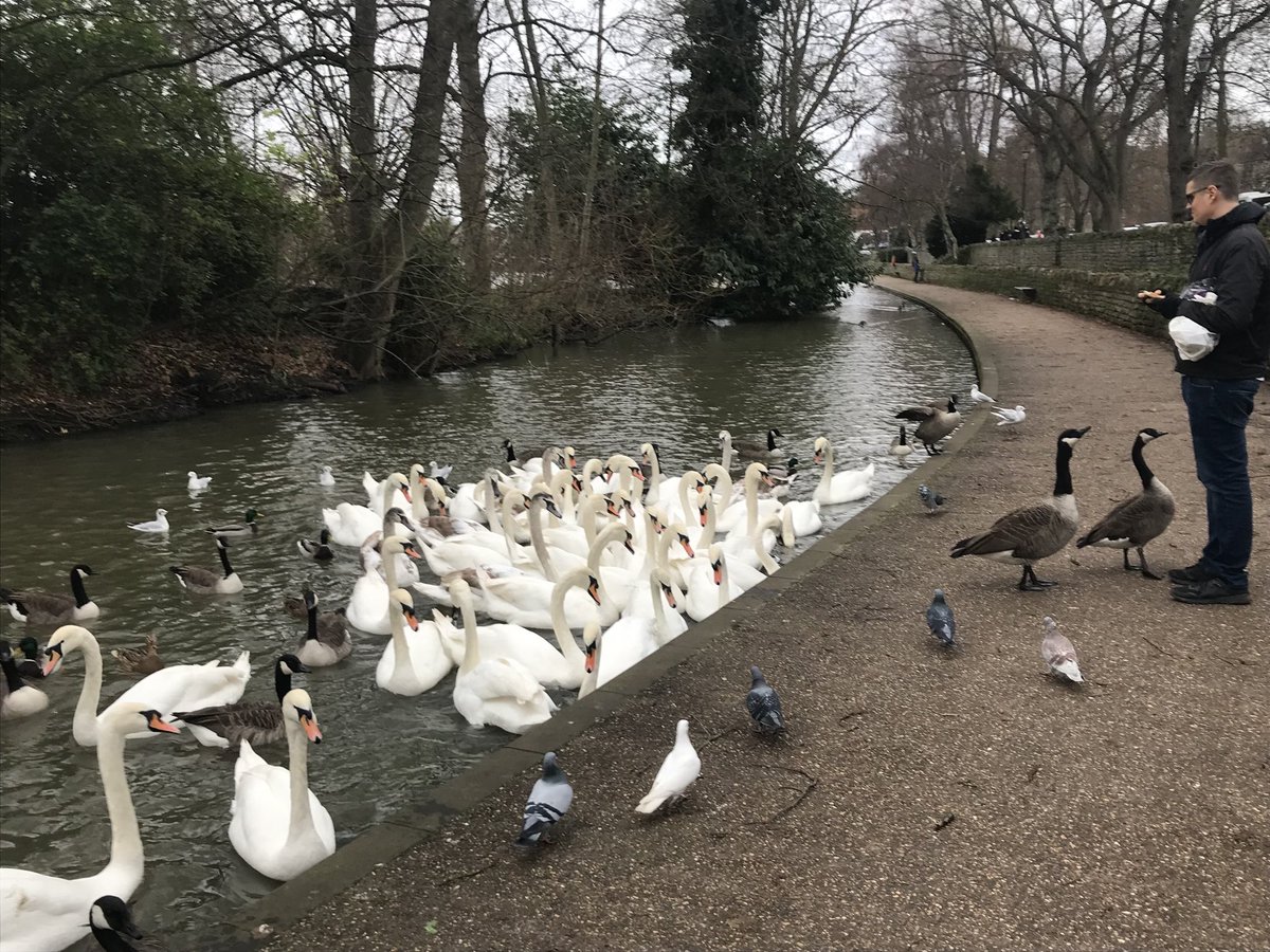 LetsWindsor's tweet photo. #WindsorBridge #WindsorEton #Swans #FeedtheSwans #LetsWindsor Lets Windsor Visit Stay https://t.co/0QwhXwIzyQ #WindsorEtonBridge #RiverThames #ThamesPath #RoyalSwans #Walks #EtonBridge #Eton More info: https://t.co/BYVe0BrMeF https://t.co/uLlmoLVftF