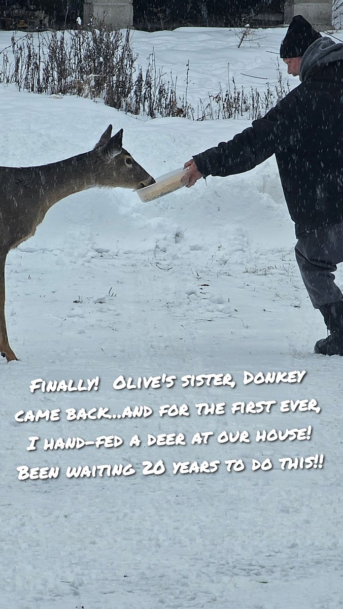 petertoddsen72's tweet photo. Been feeding the deer 20 years and FINALLY got one to eat out of the bowl!!! #MNwildlife https://t.co/ByNUPX7g5v