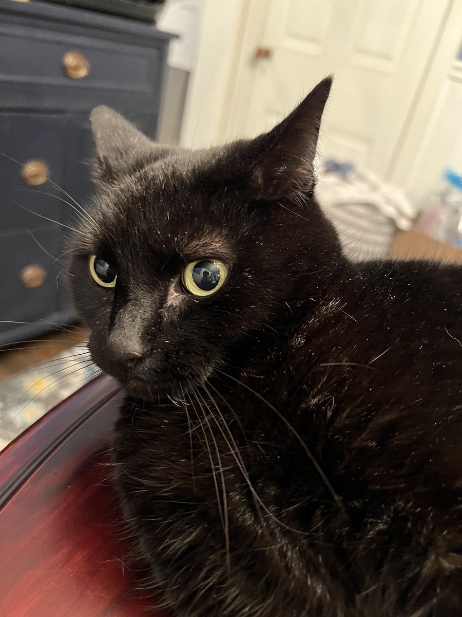 GeekLoveCake's tweet photo. @vince_martella And now since the song is stuck in my head, I am singing it to my very confused cat… https://t.co/4OApXQbufS