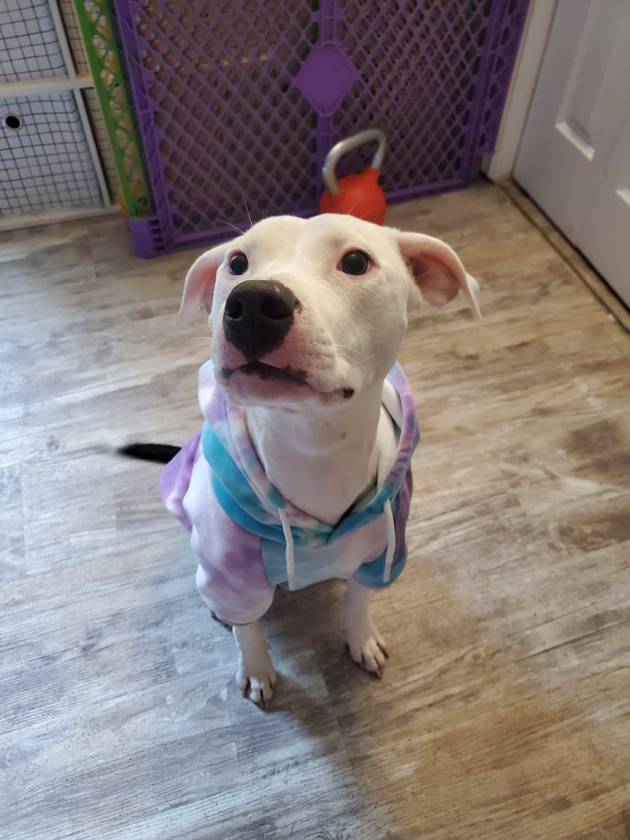 AphyCee's tweet image. 2023 brought us Winston and Elle and I couldn't be more grateful. Not only are they both adorable, but they are obsessed with each other 😍