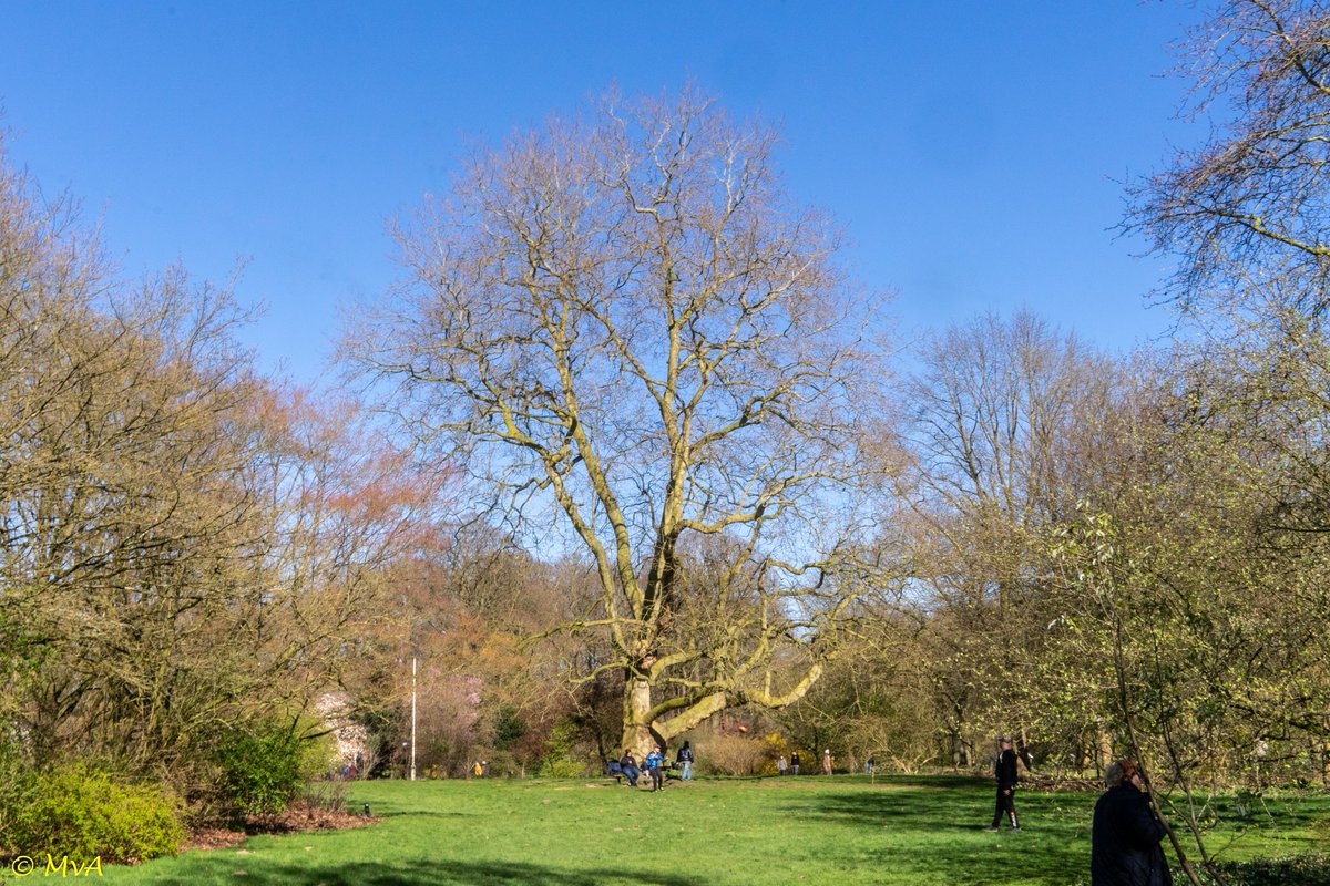 MaartenvanAtten's tweet photo. #Bomen, #sortiment, #boomsilhouet. Oosterse plataan. #Platanus #Platanus_orientalis_Digitata. https://t.co/6m8ZcNrKml