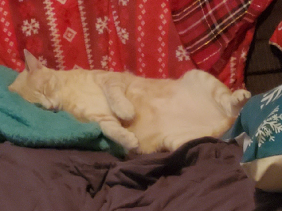 AphyCee's tweet image. 2023 brought us Winston and Elle and I couldn't be more grateful. Not only are they both adorable, but they are obsessed with each other 😍