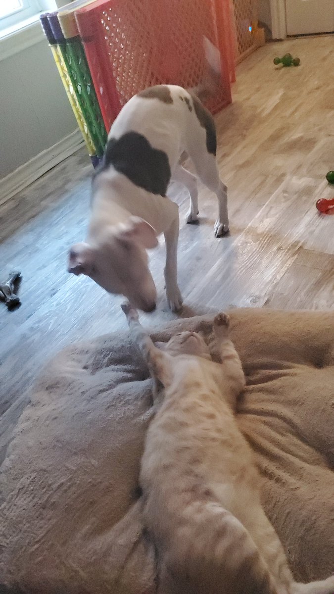 AphyCee's tweet image. 2023 brought us Winston and Elle and I couldn't be more grateful. Not only are they both adorable, but they are obsessed with each other 😍