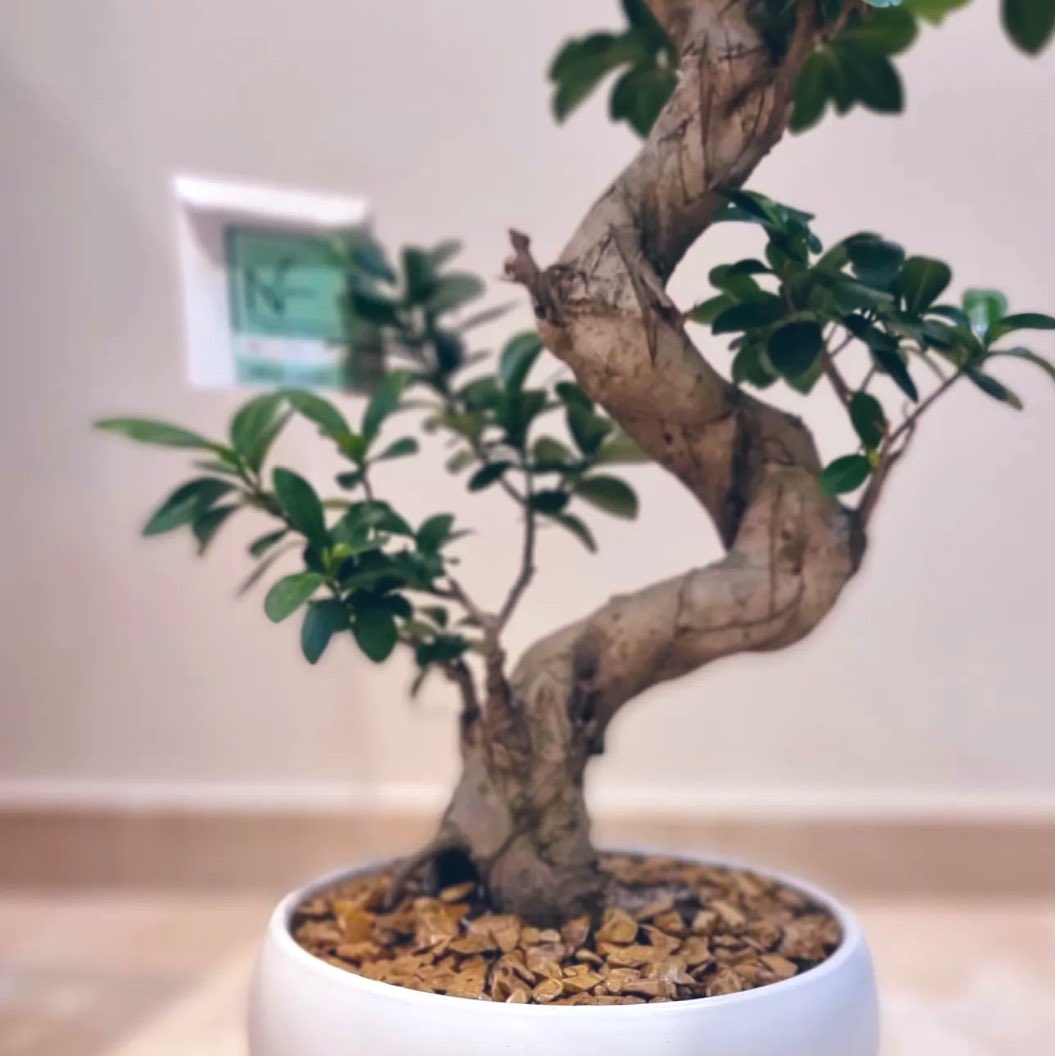 MarwaTechSpot's tweet photo. Align your giveaways with your #brand’s values and mission.

Here is an example.

We are inviting CIOs to attend a roundtable on #hybridcloud acceleration. We’ve chosen bonsai as our giveaway for its symbolic significance. 

Bonsai trees embody growth and the resilience to overcome challenges. By presenting a bonsai, we aim to inspire CIOs to embrace growth and navigate #digitaltransformation challenges, leveraging Nutanix's capabilities for optimizing IT infrastructure, risk mitigation and operational efficiency. 

Additionally, Bonsai, originating from the Japanese term “planted in a container” parallels the concept of #cloudnative development. Nutanix Cloud Platform stands out, as the ideal infrastructure foundation for enterprise #cloud native workloads at scale effortlessly moving apps and data between public, private, and edge clouds for a true #hybridmulticloud experience.

To enhance this gift, we've carefully designed a card with a meaningful message.
