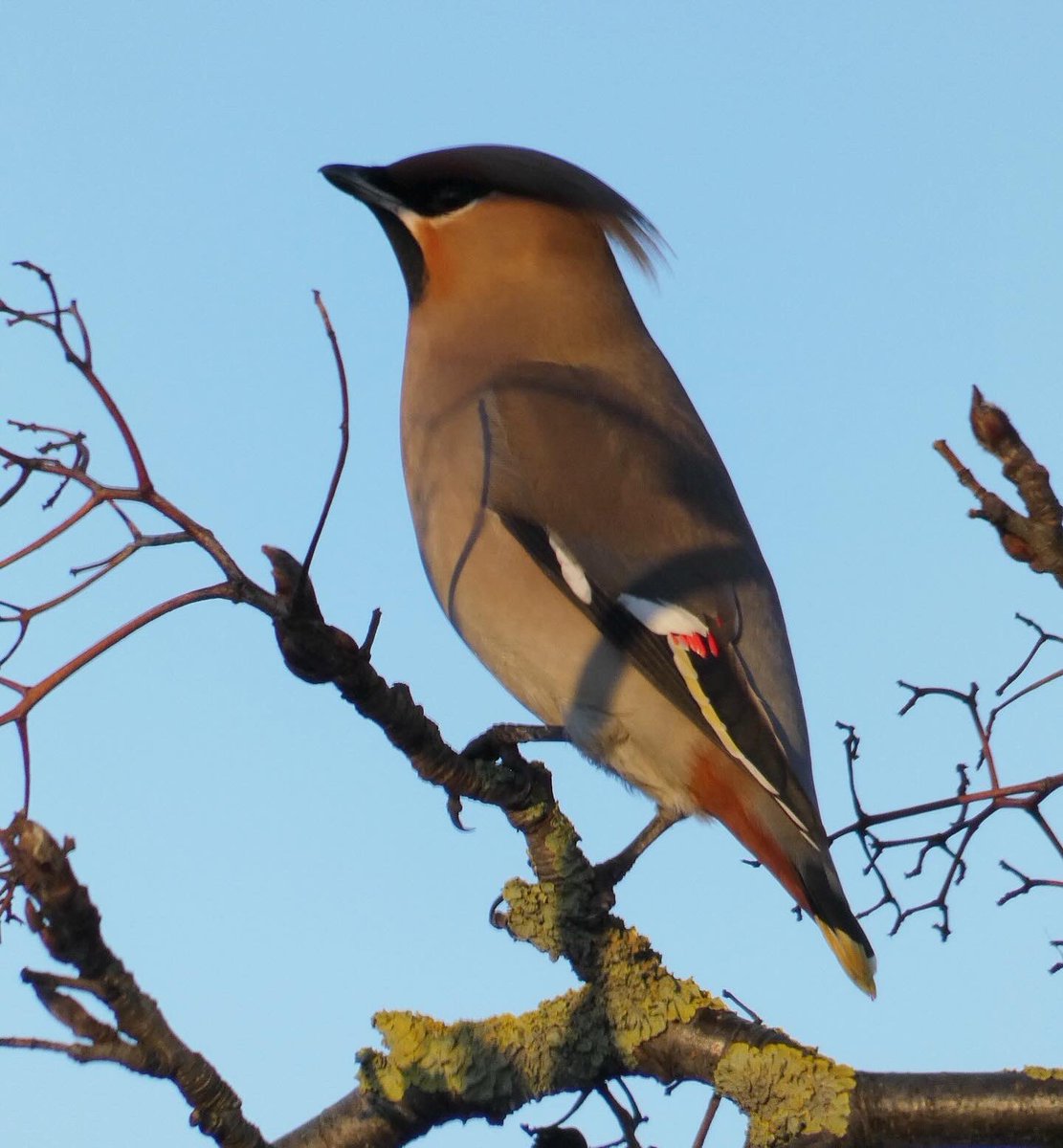 elliethomas03's tweet photo. Liverpool Waxwings today! @RSPBLiverpool https://t.co/C574WP8gNA