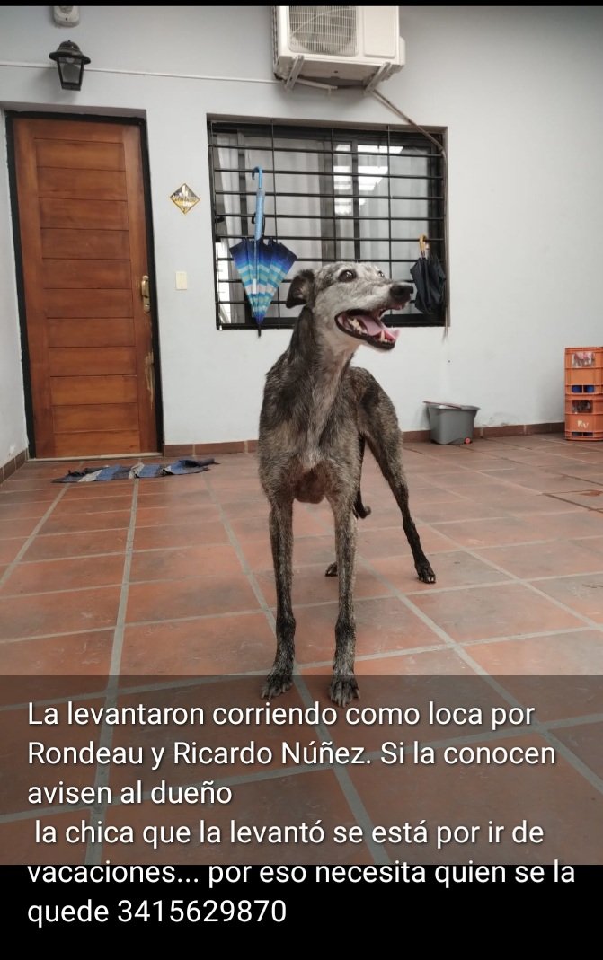 ATENCION ROSARIOOOO 👇
PERRA ENCONTRADA Rondeau y ricardo nuñez 
<a href="/emergenciasAR/">red de emergencias</a>

<a href="/leodelga2/">Alberto Leonardo Delgado</a> 
<a href="/FlaviusOk/">Flavi🌼s</a>