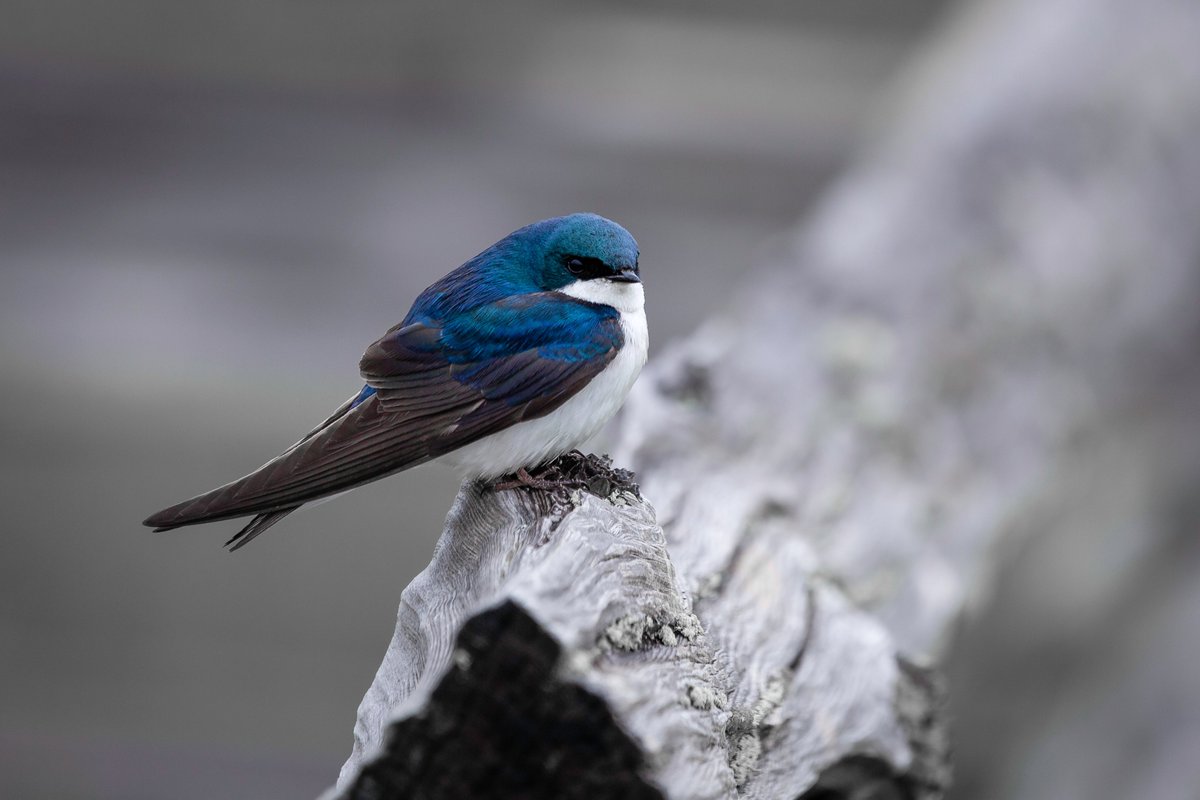MbarkCherguia's tweet photo. Tree Swallow perched on a log 🐦🇨🇦

#birds #NaturePhotography #wildlifephotography #photography #Canada https://t.co/lrRsBIVK4q