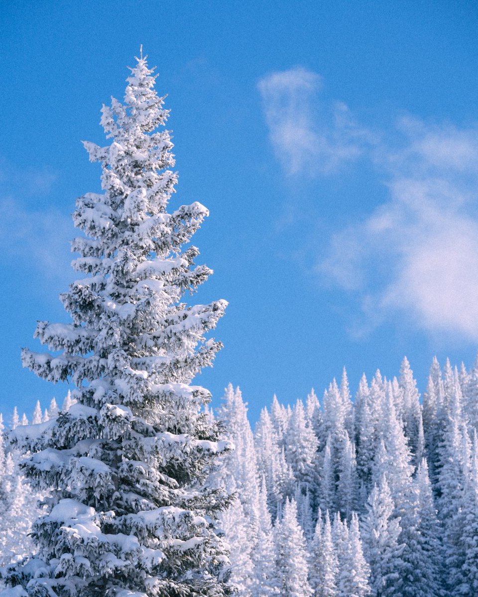 Vail Mountain Haus (@MountainHaus) / Posts / X