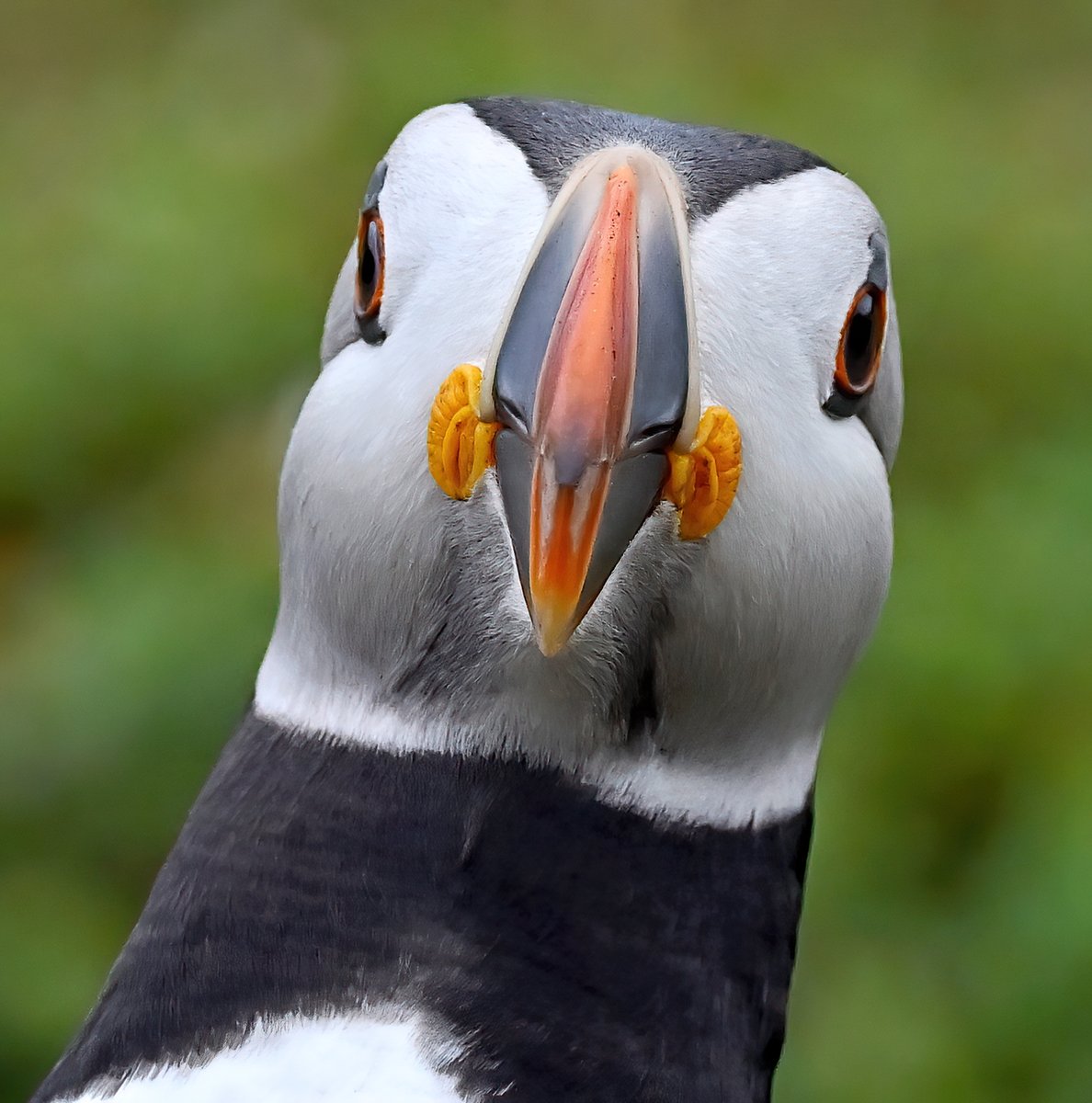 CarlBovisNature's tweet photo. Hi! 👋

#TheDailyPuffin 😀🐦 https://t.co/4G9JxUUhmt