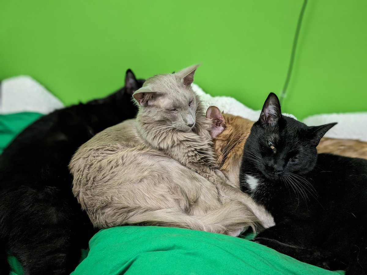 cooperandmaple's tweet photo. It's cuddle puddle weather today! https://t.co/2VJuUIUvW0