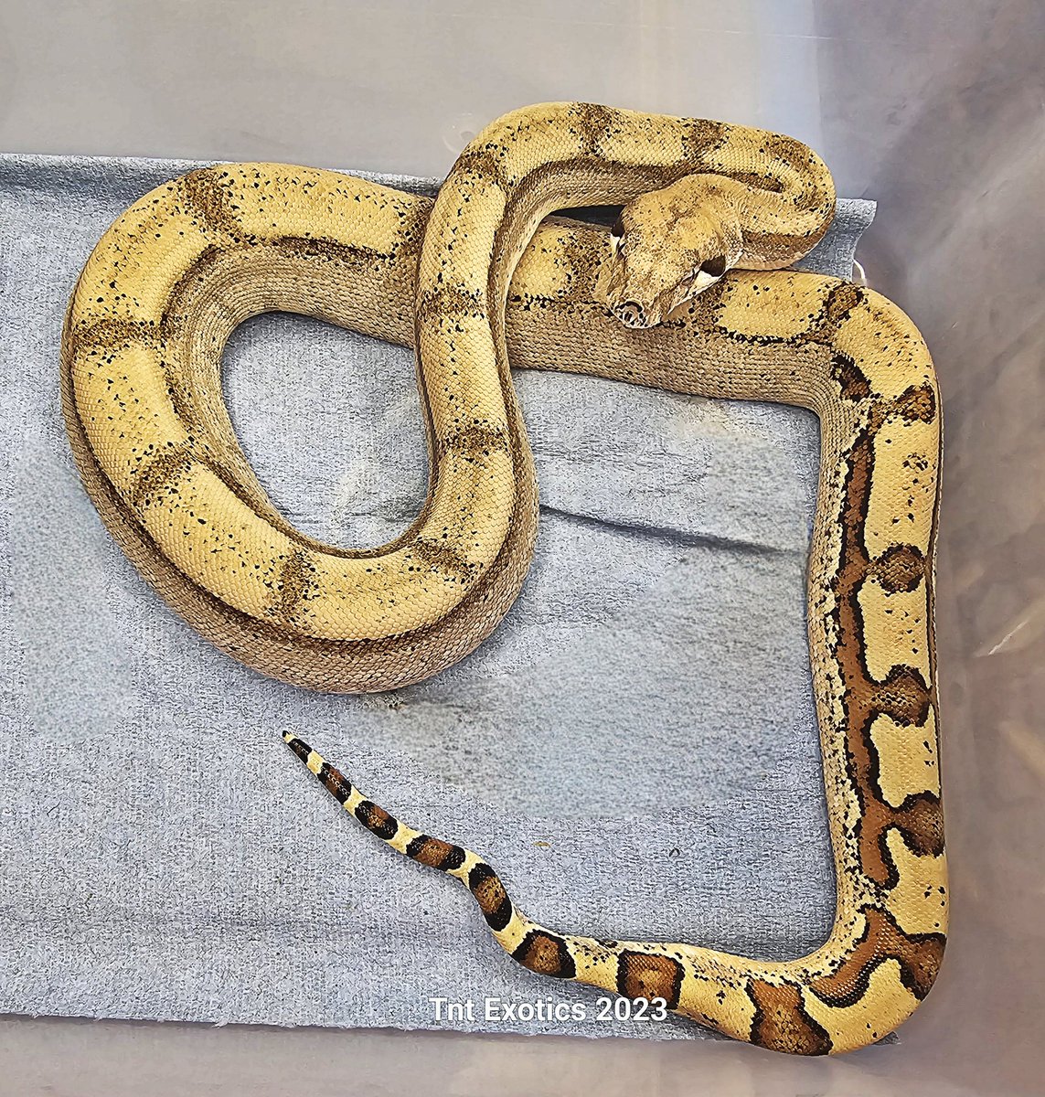 ExoticsTnt's tweet photo. MAN!!! Lythia Is ON FIRE tonight!! 😁✌🏻🩷❤️💯%💪🏻🐍😁✌🏻🩷❤️💯%💪🏻🐍😁✌🏻🩷❤️💯%💪🏻🐍

Man she is ABSOLUTELY GORGEOUS BUT... ABSOLUTELY WANTS TO EAT MY FACE OFF!! LOL.. But by the 4th picture she had HAD ENOUGH tonight lol. 😂🤣😂🤣😂🤣😂🤣🤣.

0.1.0 Jungle Jaguar Fire (Orangasm Line) https://t.co/DcstHZpzoo