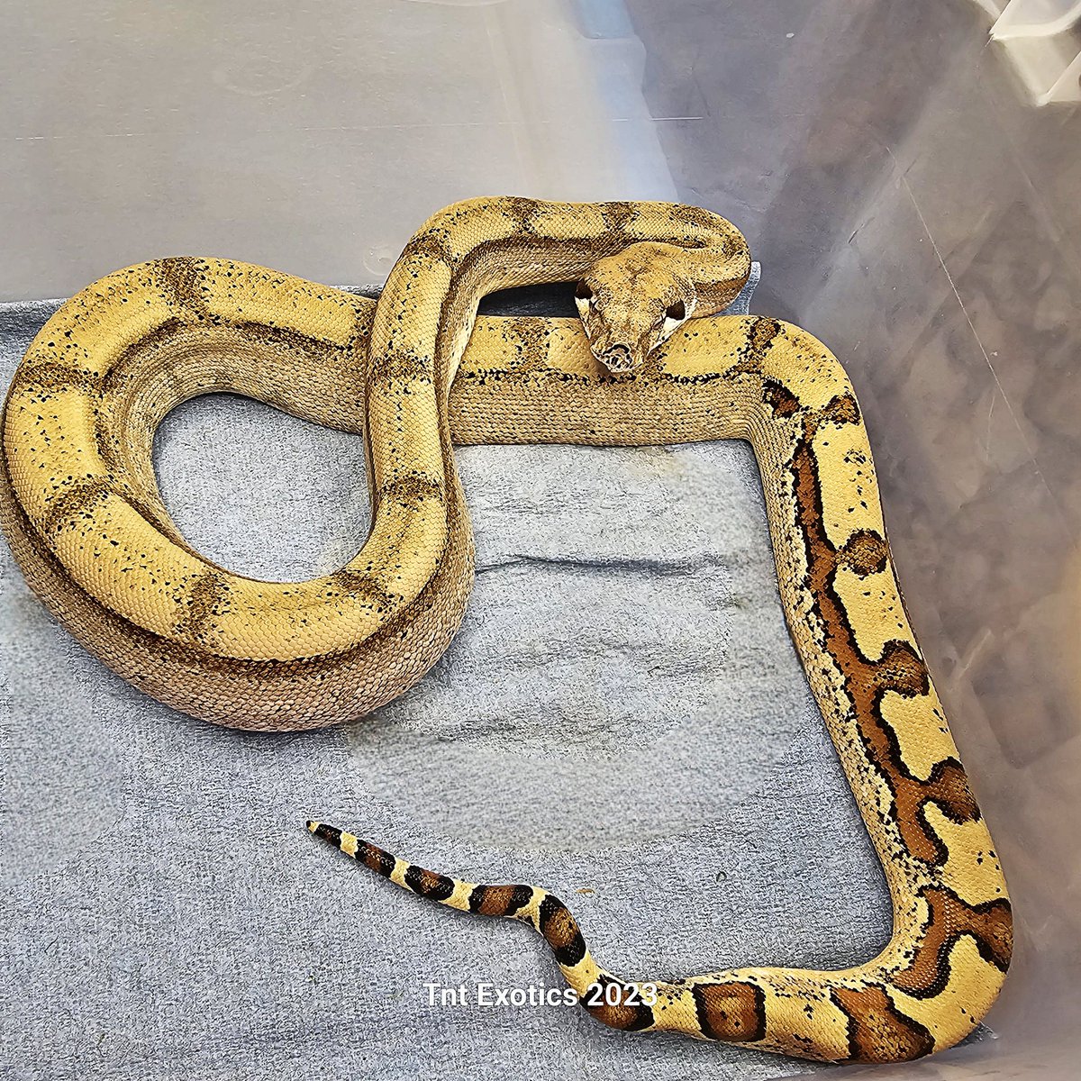 ExoticsTnt's tweet photo. MAN!!! Lythia Is ON FIRE tonight!! 😁✌🏻🩷❤️💯%💪🏻🐍😁✌🏻🩷❤️💯%💪🏻🐍😁✌🏻🩷❤️💯%💪🏻🐍

Man she is ABSOLUTELY GORGEOUS BUT... ABSOLUTELY WANTS TO EAT MY FACE OFF!! LOL.. But by the 4th picture she had HAD ENOUGH tonight lol. 😂🤣😂🤣😂🤣😂🤣🤣.

0.1.0 Jungle Jaguar Fire (Orangasm Line) https://t.co/DcstHZpzoo