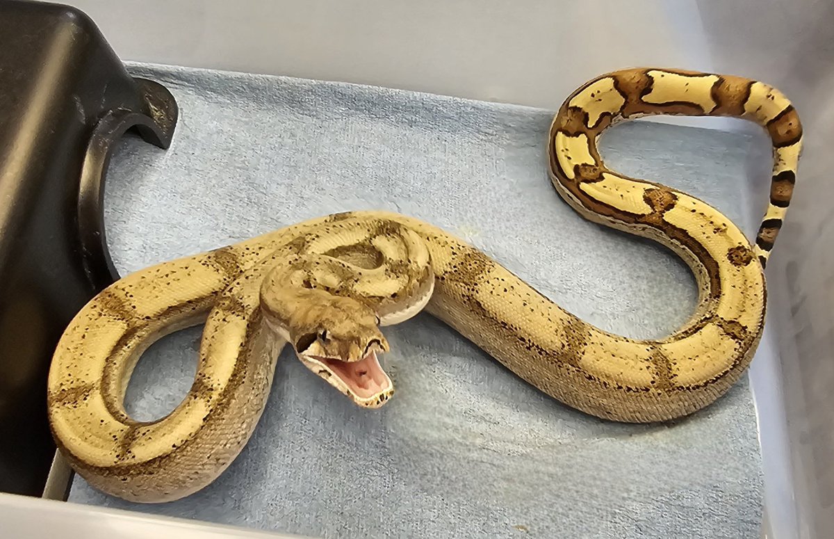 ExoticsTnt's tweet photo. MAN!!! Lythia Is ON FIRE tonight!! 😁✌🏻🩷❤️💯%💪🏻🐍😁✌🏻🩷❤️💯%💪🏻🐍😁✌🏻🩷❤️💯%💪🏻🐍

Man she is ABSOLUTELY GORGEOUS BUT... ABSOLUTELY WANTS TO EAT MY FACE OFF!! LOL.. But by the 4th picture she had HAD ENOUGH tonight lol. 😂🤣😂🤣😂🤣😂🤣🤣.

0.1.0 Jungle Jaguar Fire (Orangasm Line) https://t.co/DcstHZpzoo