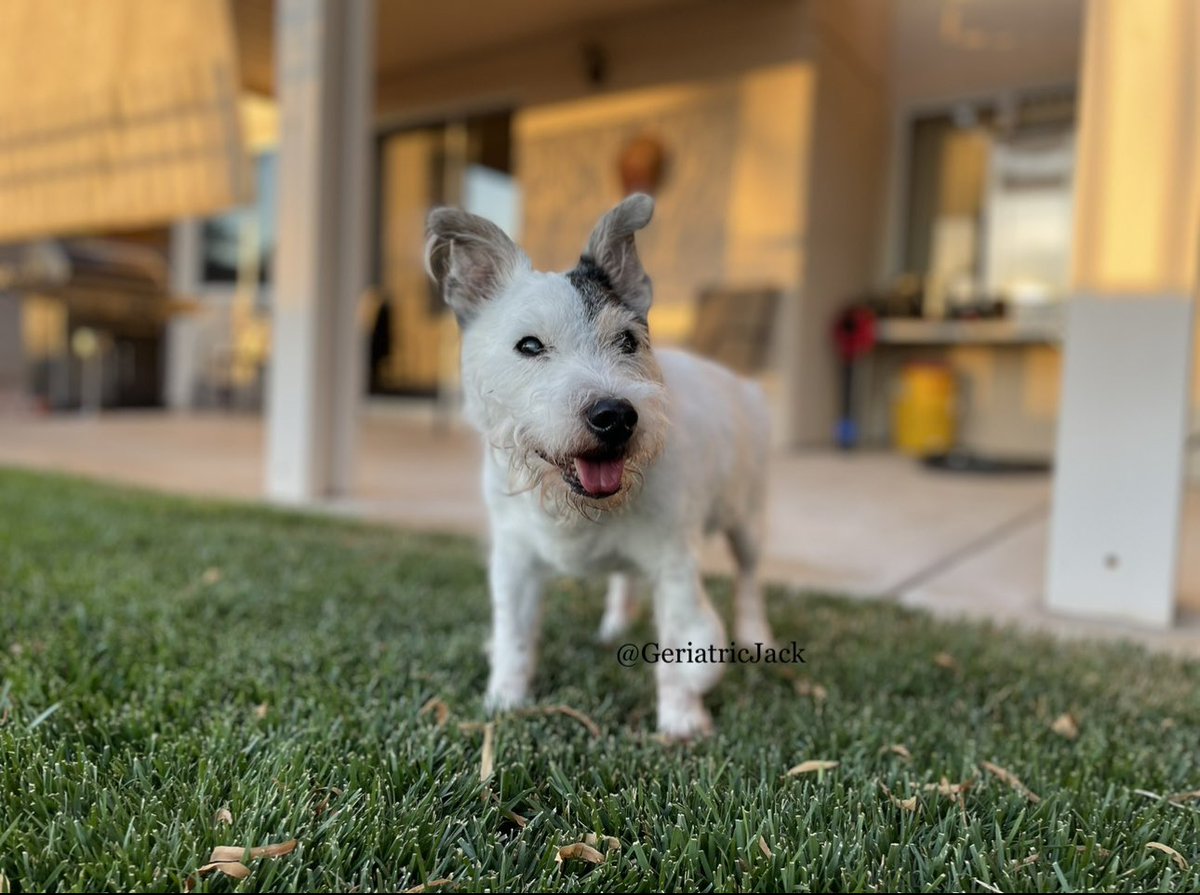 We absolutely heartbroken to say that Jack, our soul puppy, football doggo, and roast chicken connoisseur crossed the rainbow bridge yesterday with us at home under the shining sun. Thank you everyone for making his last years so fun and special. ☀️💔🌈 
#dogsofTwiX