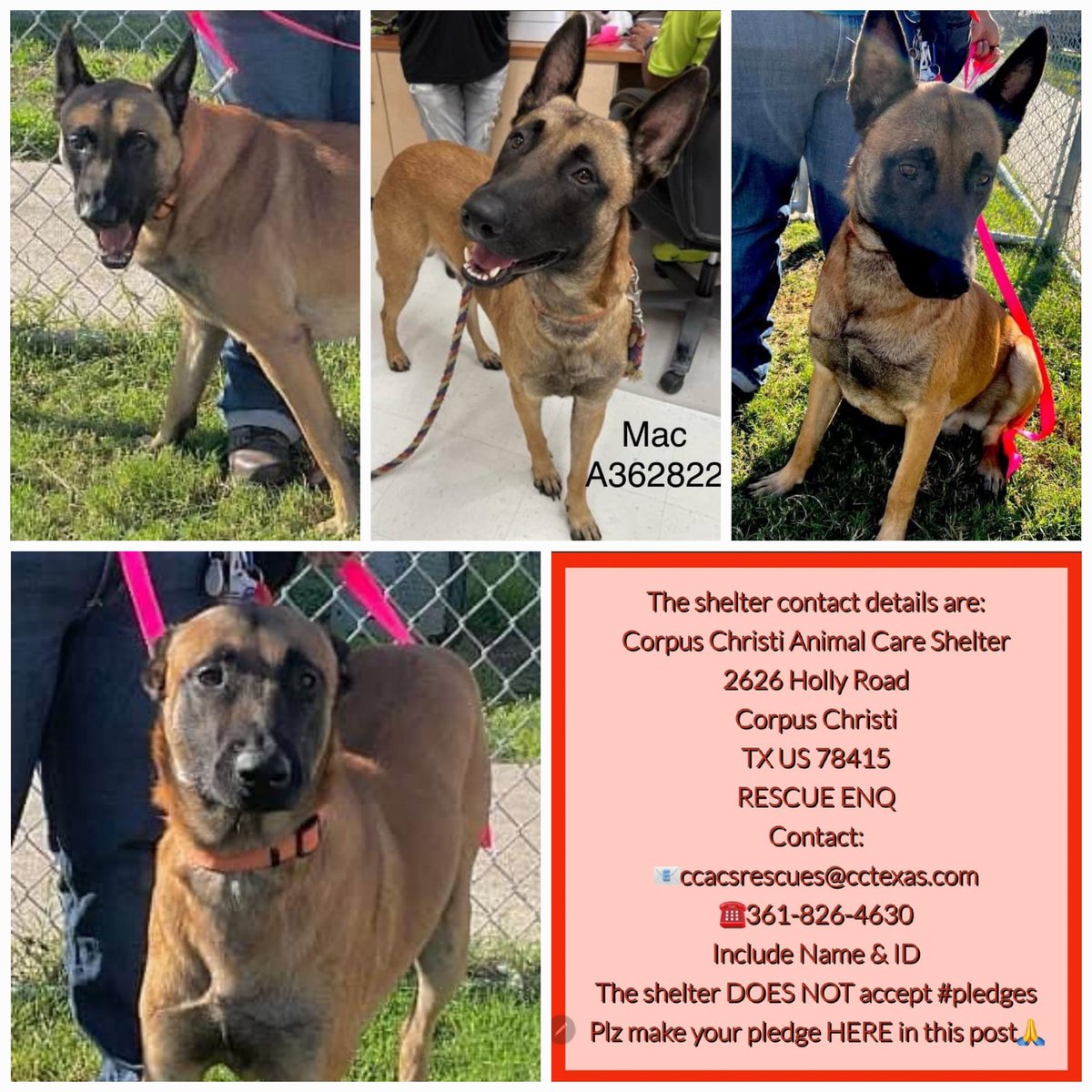 beeleevitonly's tweet photo. 🚨🛑MAC #A362822 is gorgeous #Malinois Doesn't want much to do w 🐕 adores 🦮🚶♂️🚶♀️
#CorpusChristiACS #TX killing for space 1/11😱
2 yo, HW neg, 76 lbs, friendly & social, plays🥎🧸
Athletic breed, excellent companion for active 👨👩👦
#AdoptDontShop #Foster #PledgeForRescue https://t.co/kr0awUGnC5